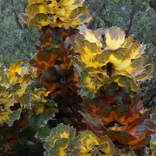 Grevillea victoria